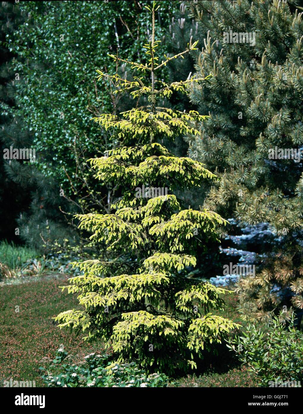 Picea orientalis - `Aurea' AGM   CON027218 Stock Photo